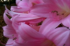 Five-Sisters-Ranch_flower