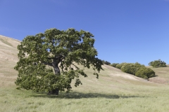 Five-Sisters-Ranch_tree1