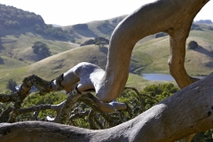 Five-Sisters-Ranch_tree6