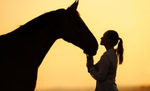 equine guided recovery