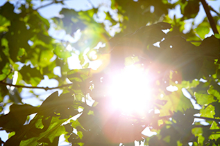 sunlight passing through trees